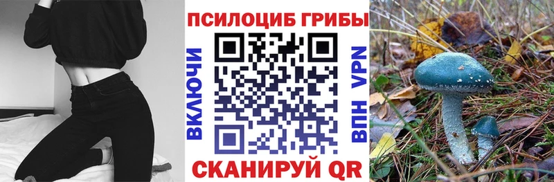 Купить закладки  Новодвинск  Псилоцибиновые грибы мицелий 